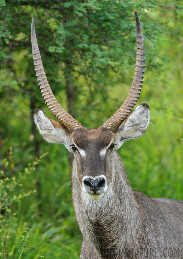 Kobus ellipsiprymnus [550 mm, 1/250 sec at f / 7.1, ISO 1600]